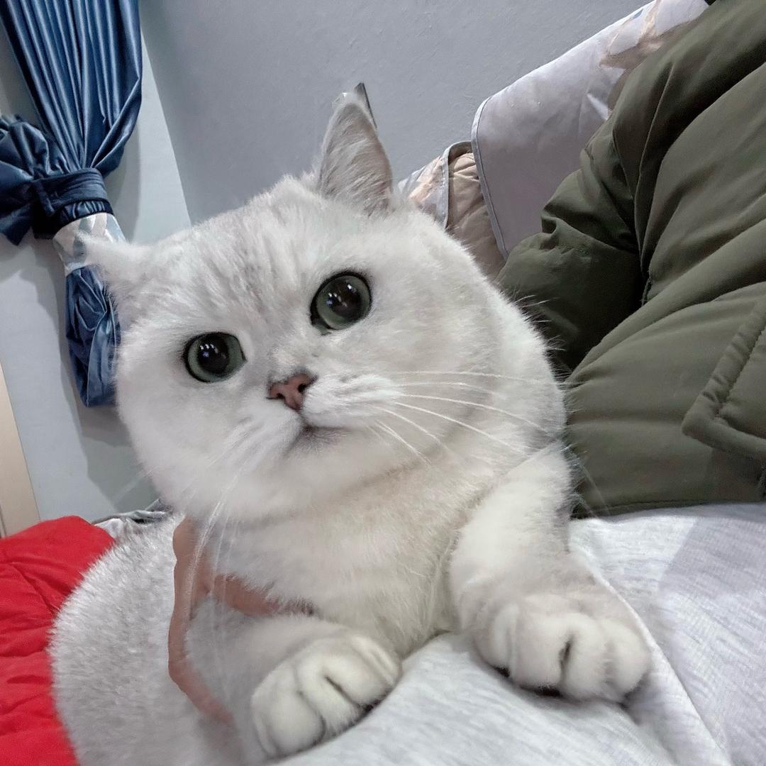 好运小喵🐱