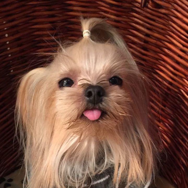 咪咪糊糊