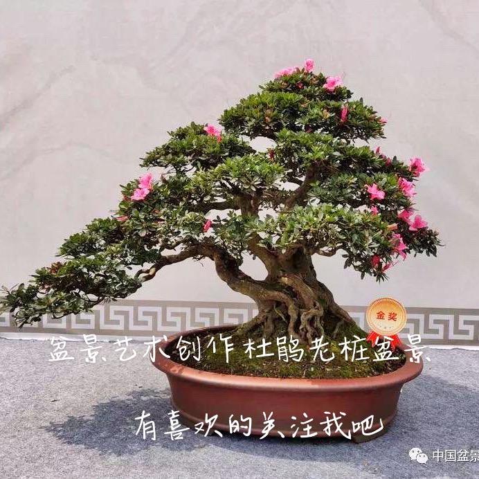 琪琪盆景园