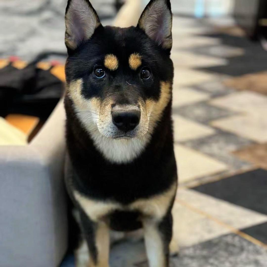 南京田园犬