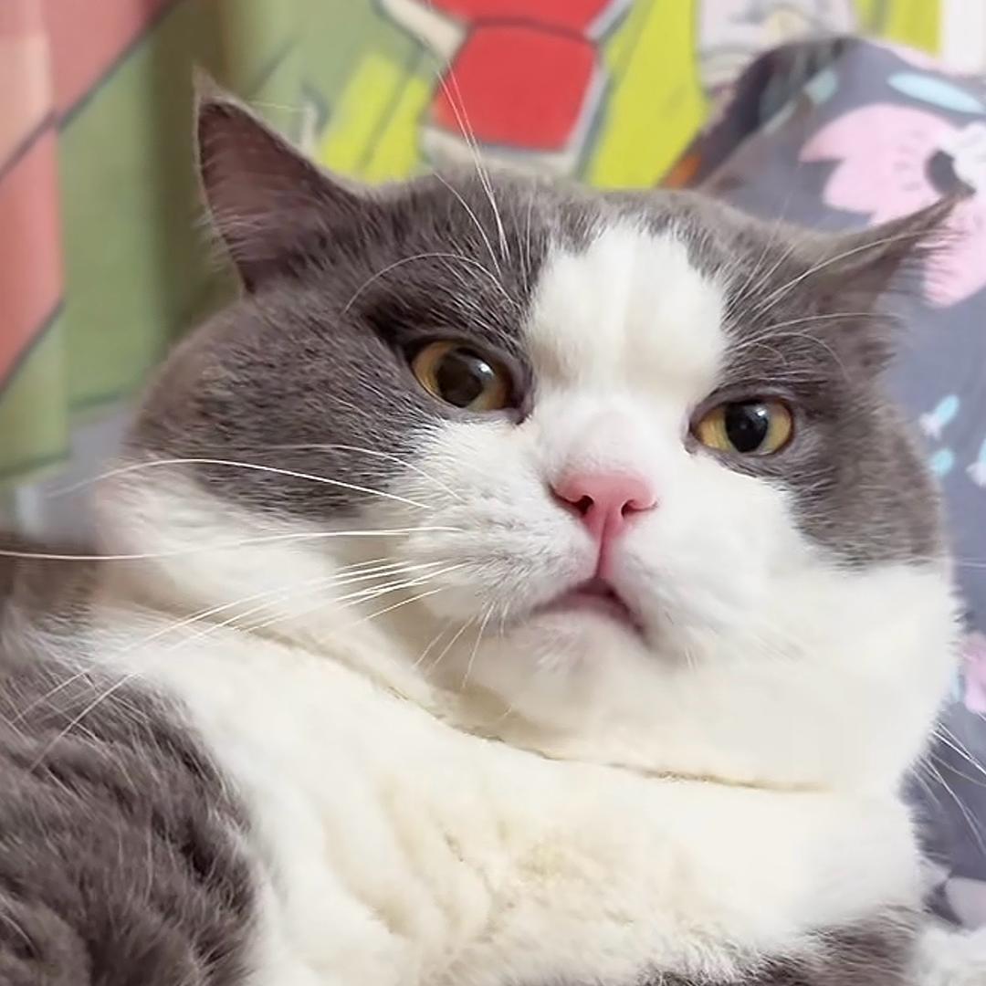多多是只猫呀