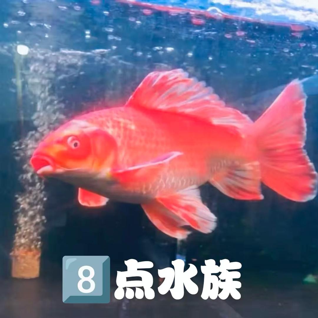 八点精品蝴蝶鲤