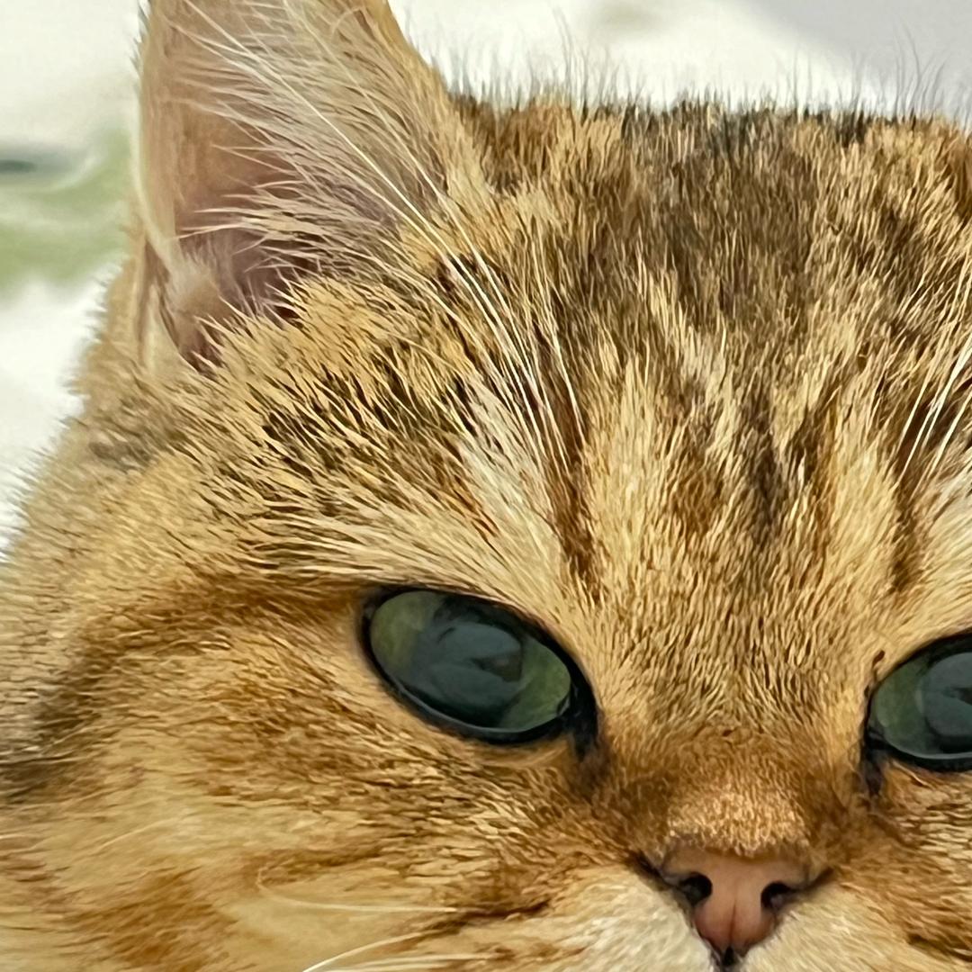 我有一只小猫、