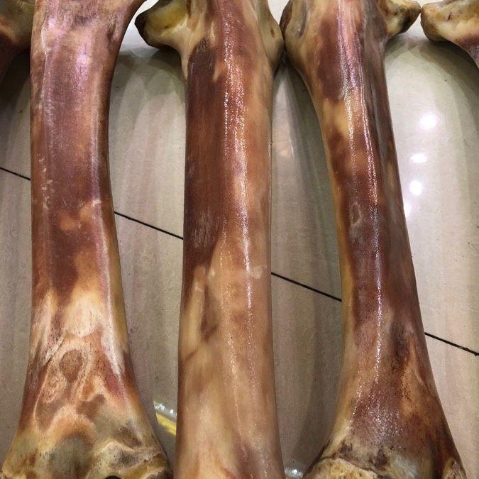 骨收藏盛楠牙骨角