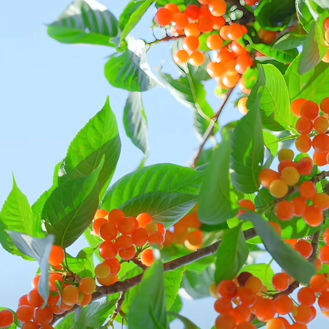 馫馫鑫鑫淼淼垚垚森森