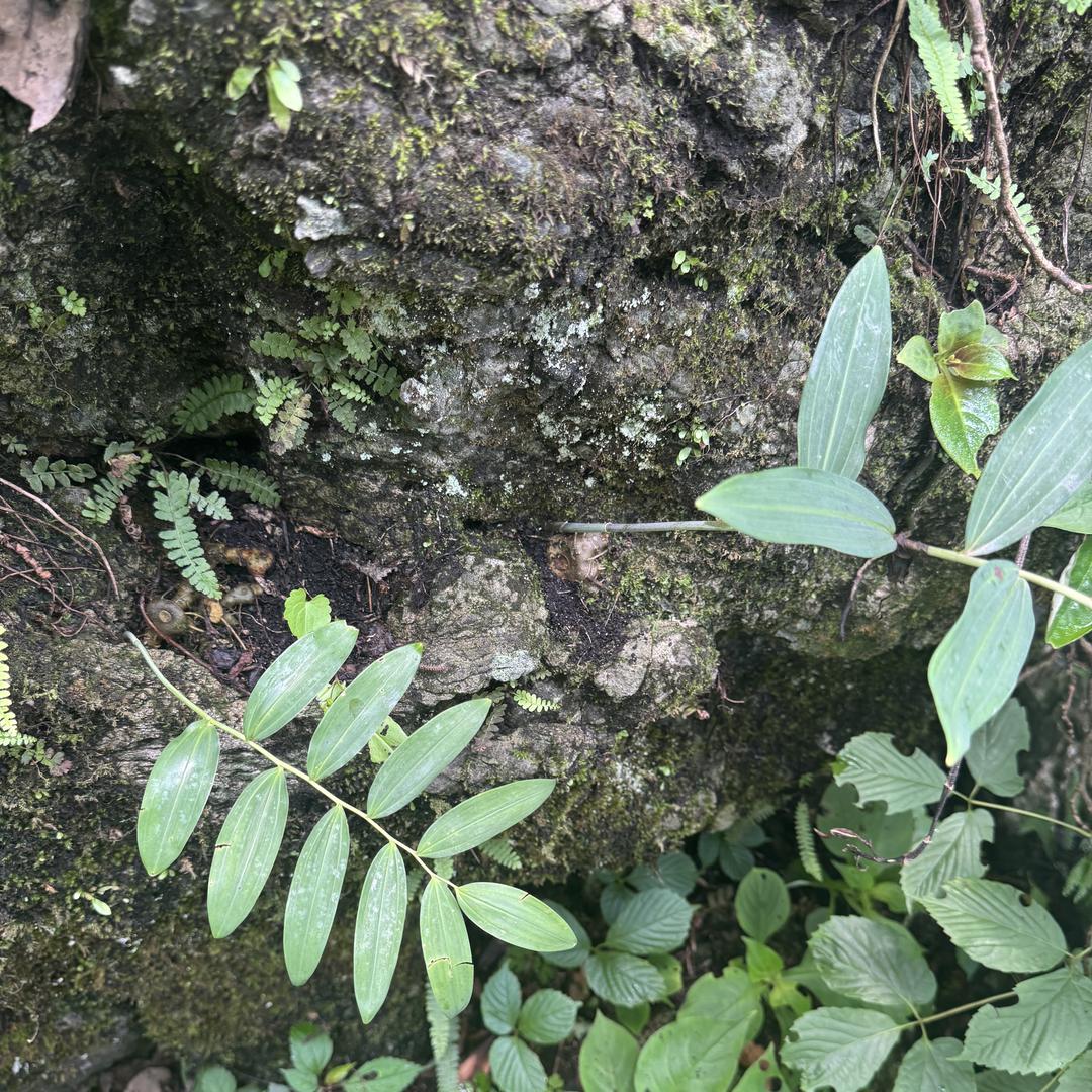 仙岛湖山货搬运工