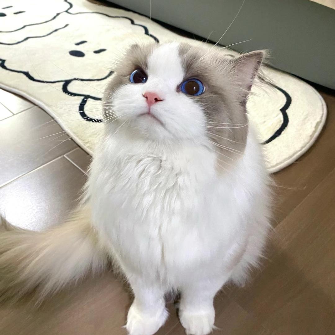 太帅啦