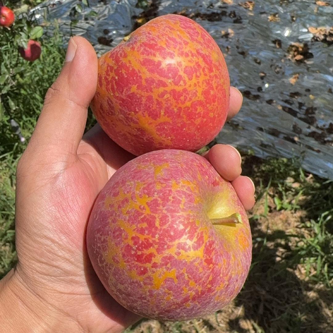 丑苹果自家果园