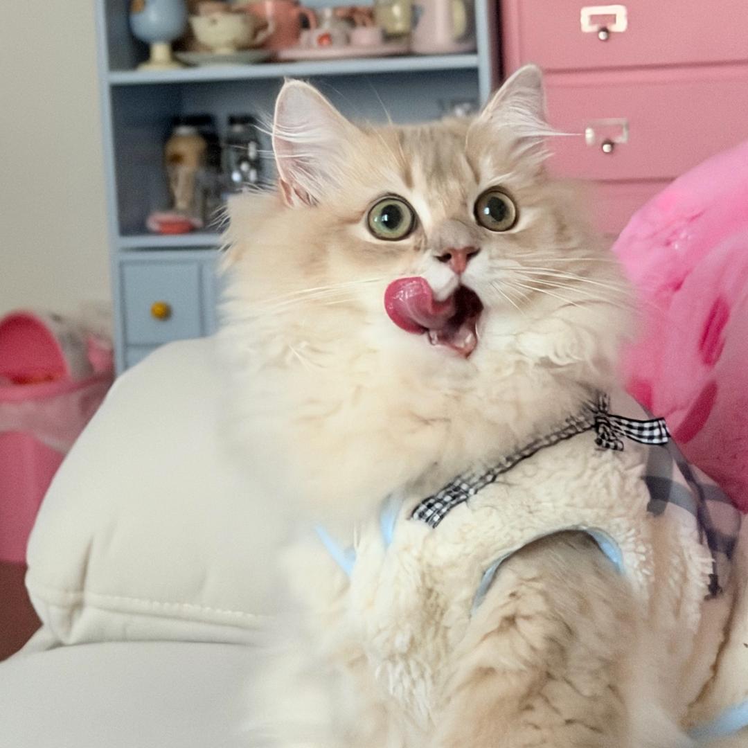 爱吃鸡蛋灌饼🍓