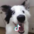 shake_YUE