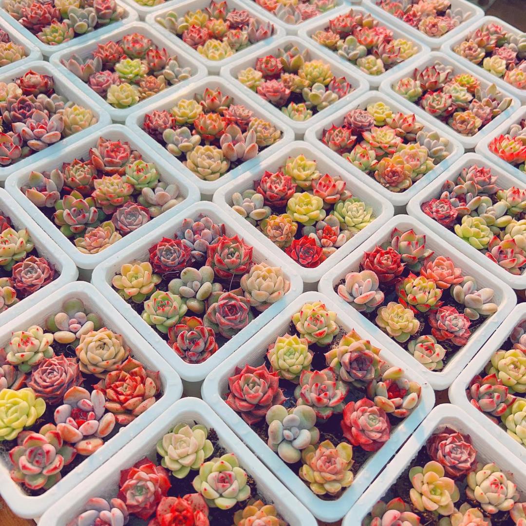 羊小子花卉