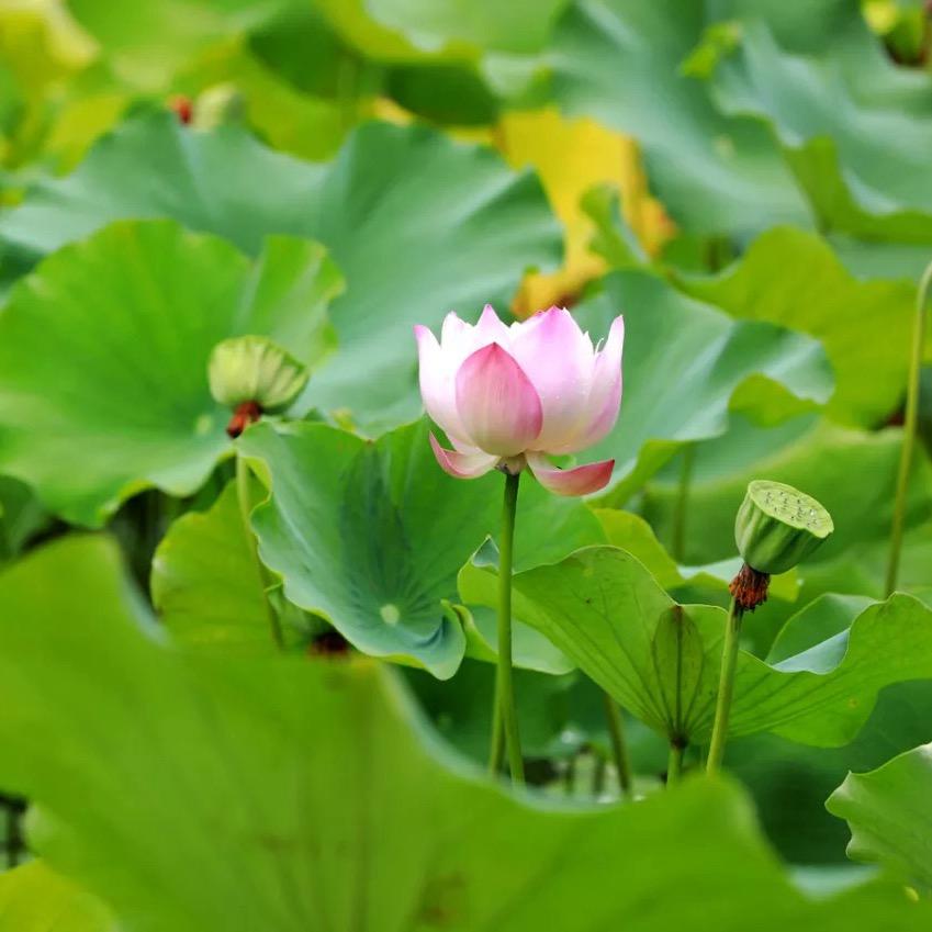 ꕥ᭄事叶有陈ꦿঞ