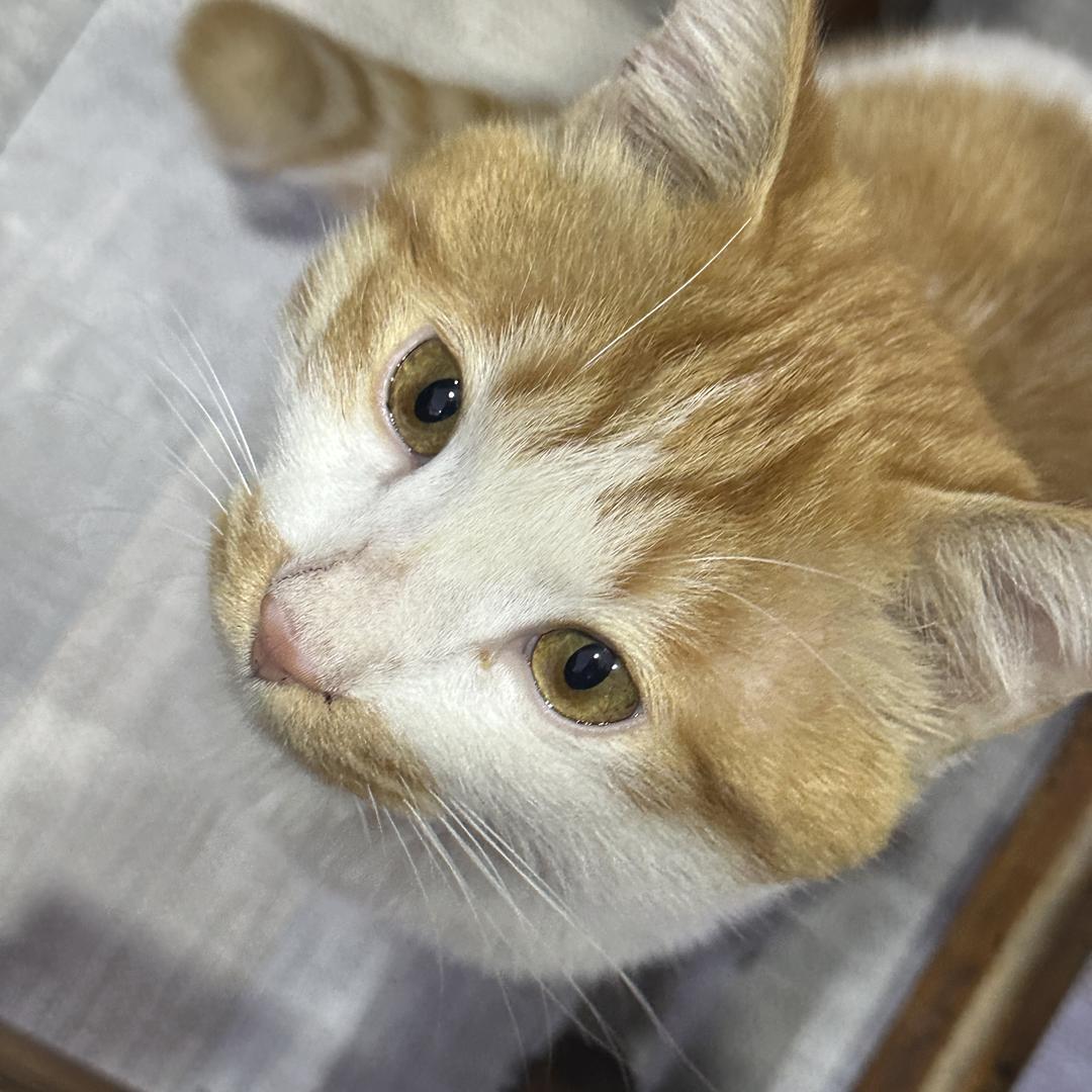 河南直线汽车销售有限公司