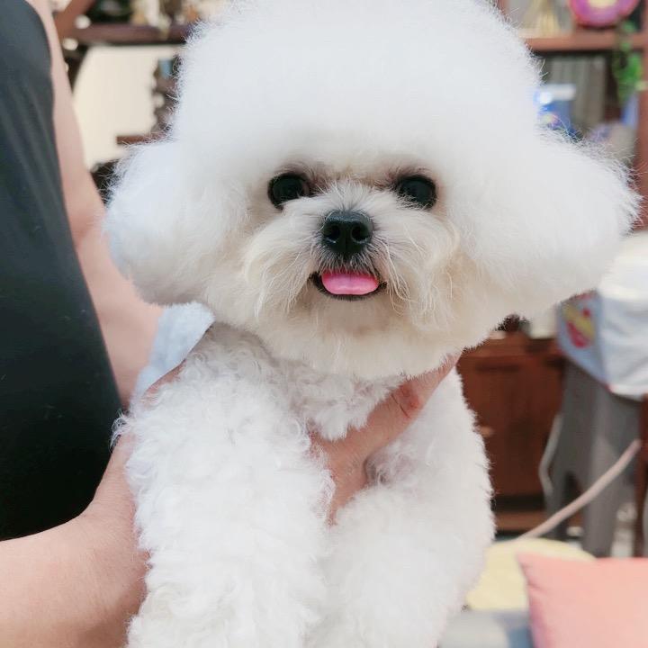 韦韦萌系宠🐶物（比熊  约克夏）