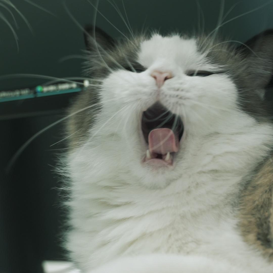 茶茶和四只傻猫