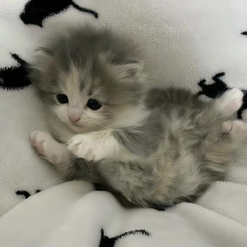 小猫当家