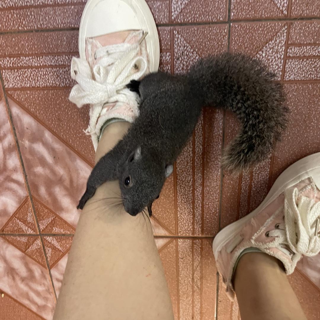 绛珠草