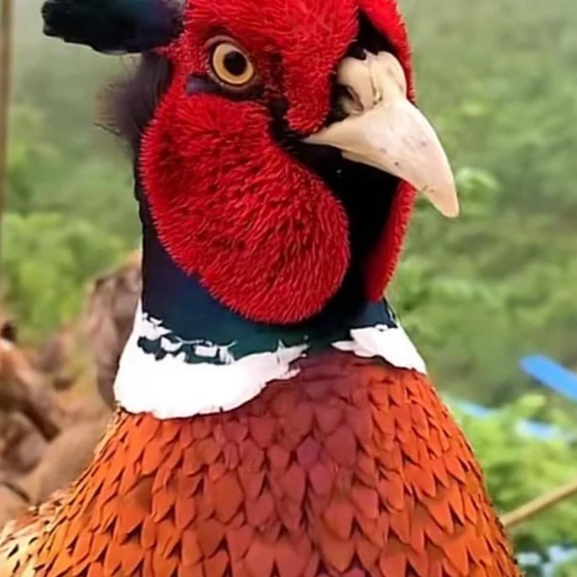 老光棍