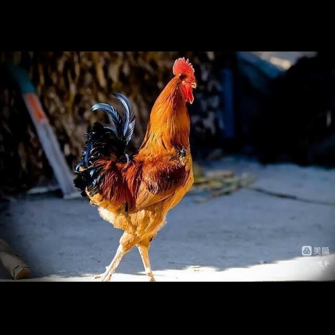 庄河跑山大骨鸡