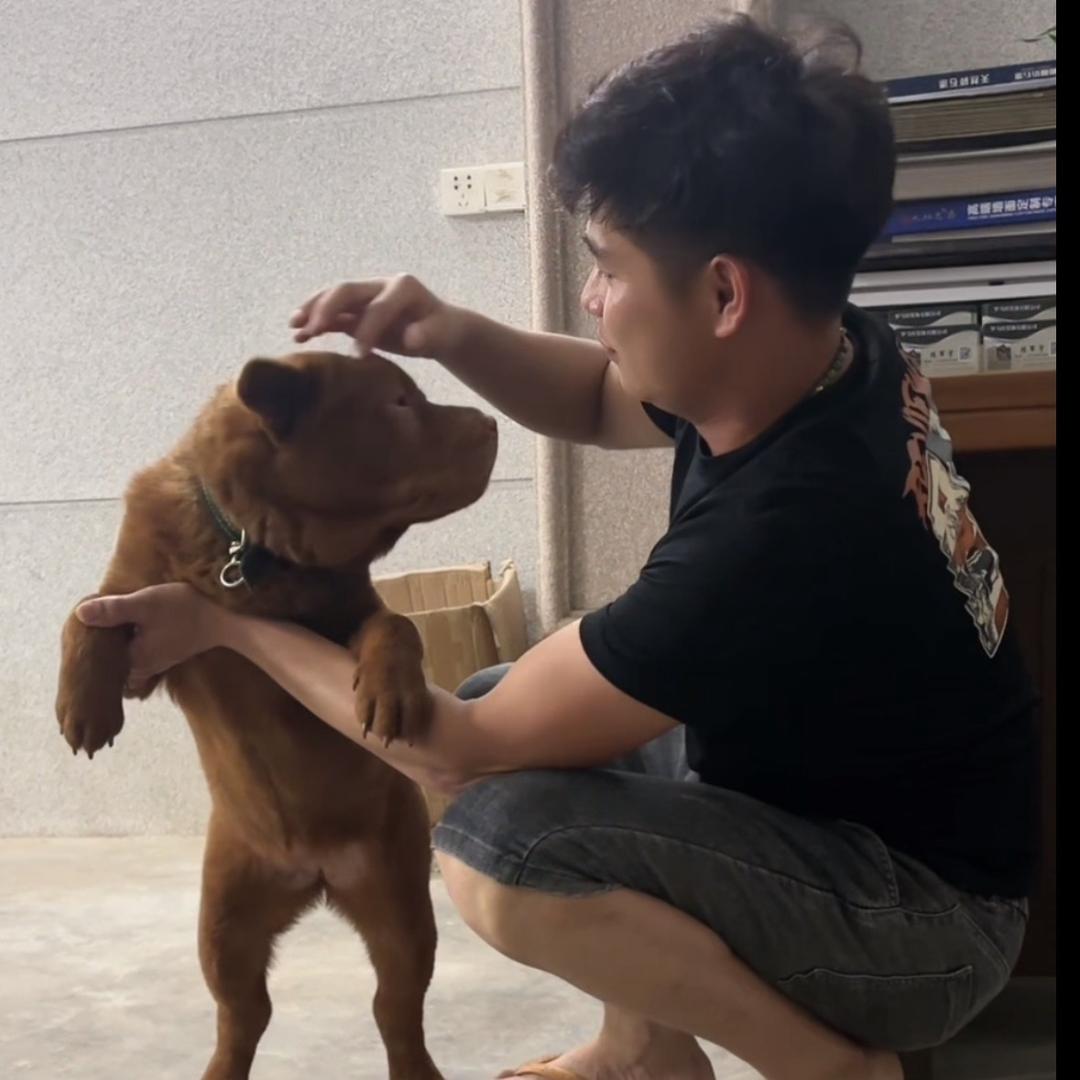 五红犬…. 阿深