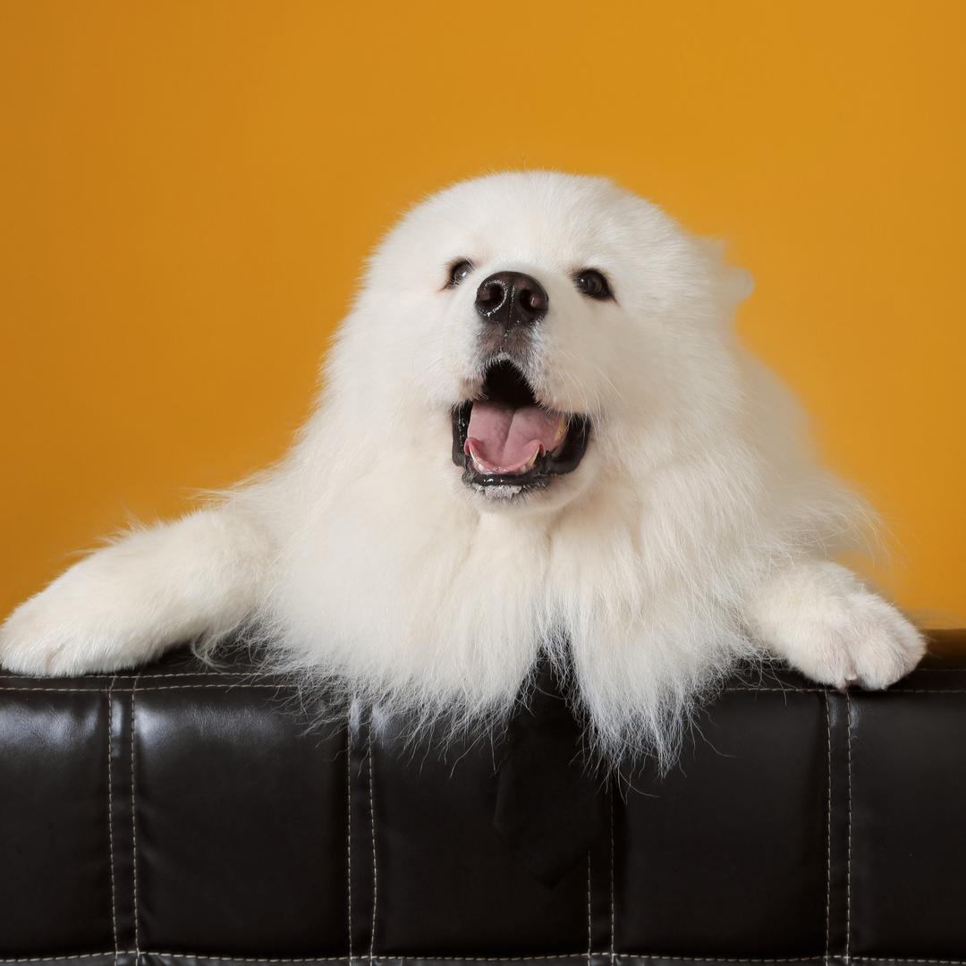 虾饺耶耶的日常