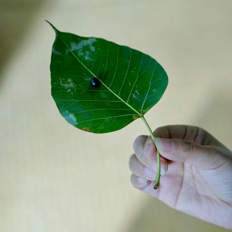 萃辰天心书院（涨粉版）