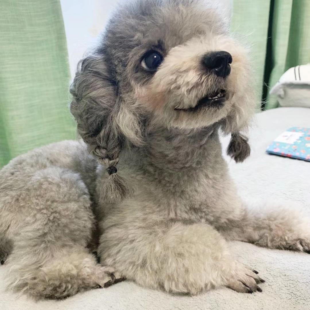 不怕杀鸡的小猴子