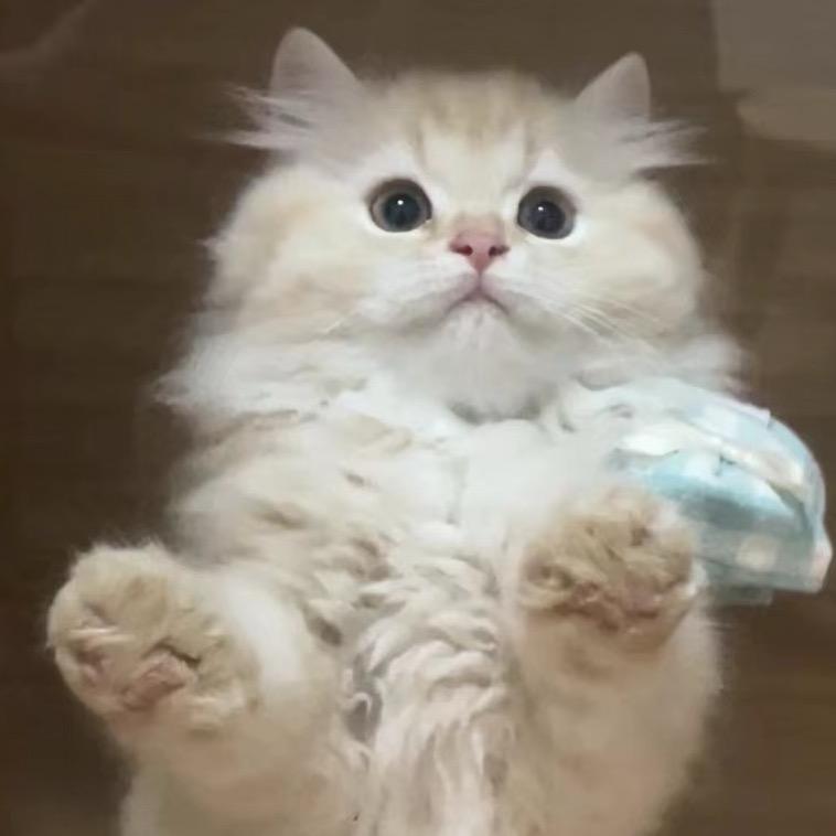 犟种小狗🐱