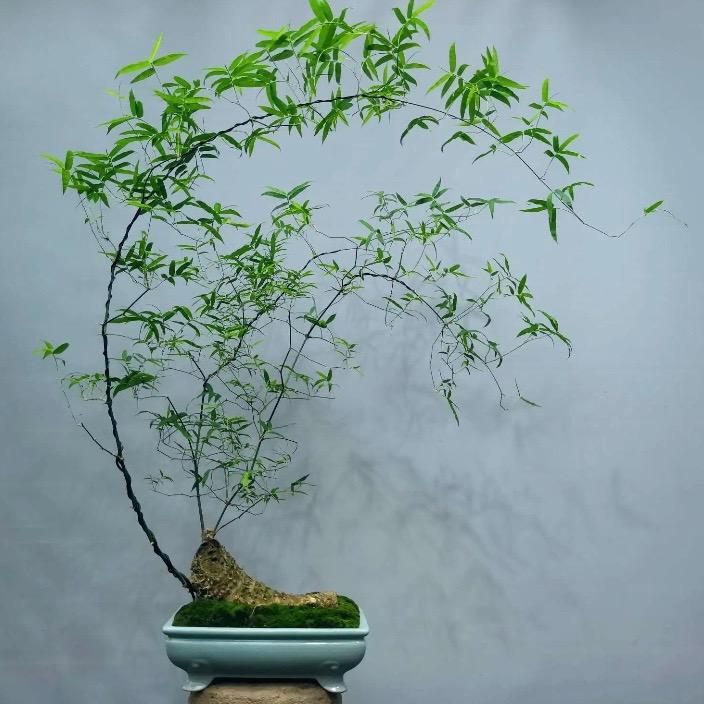 艺趣