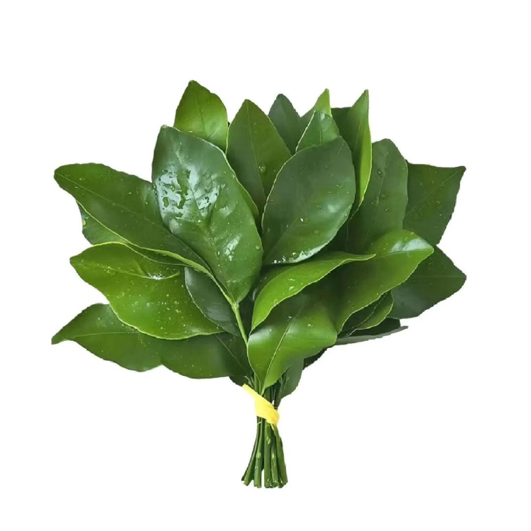 玛莲娜