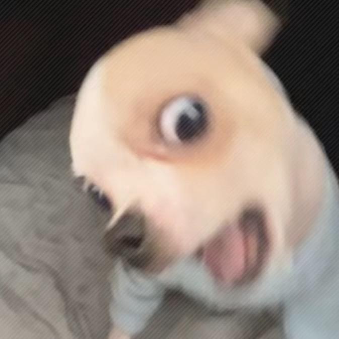 小羊呆呆ㅤ