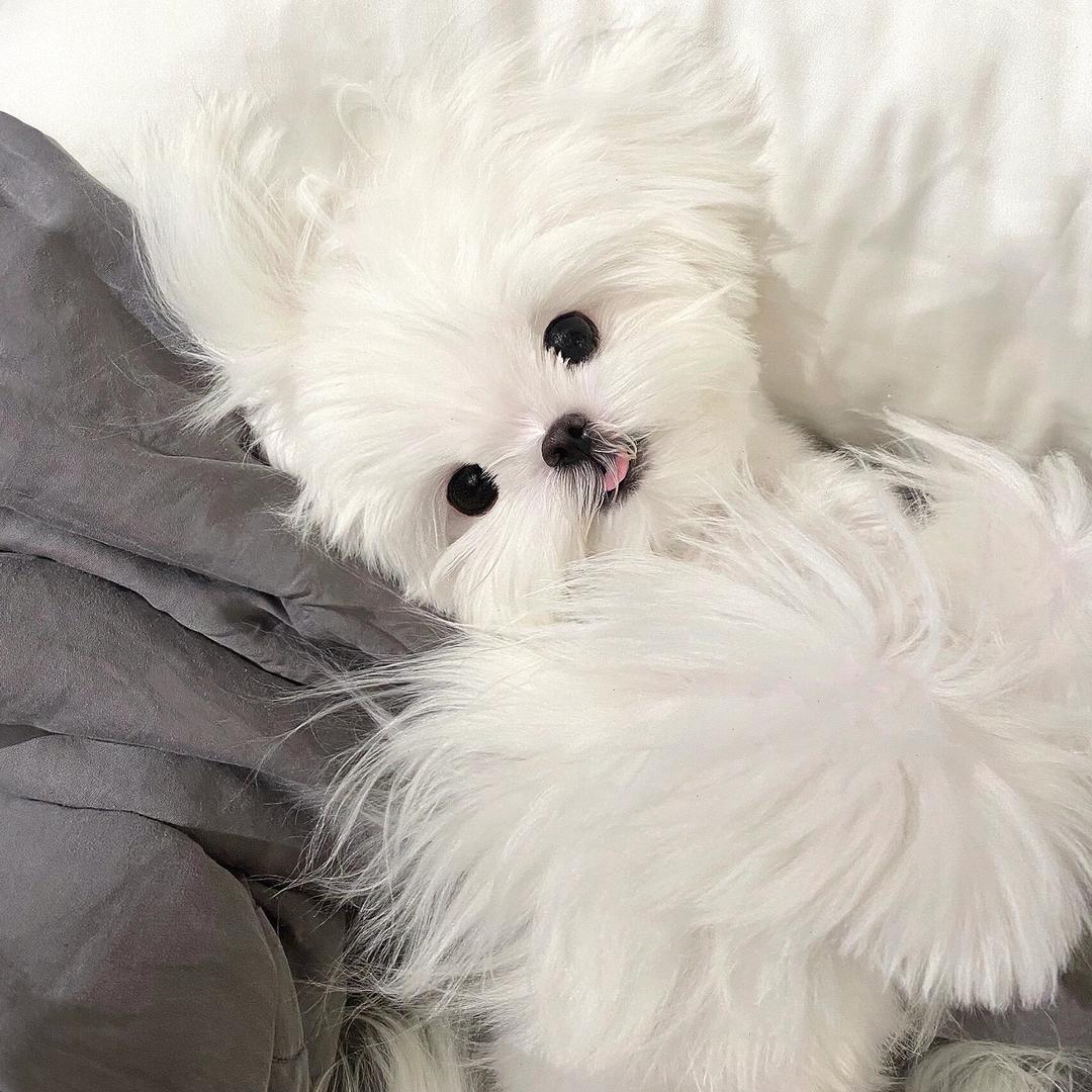Lu潞