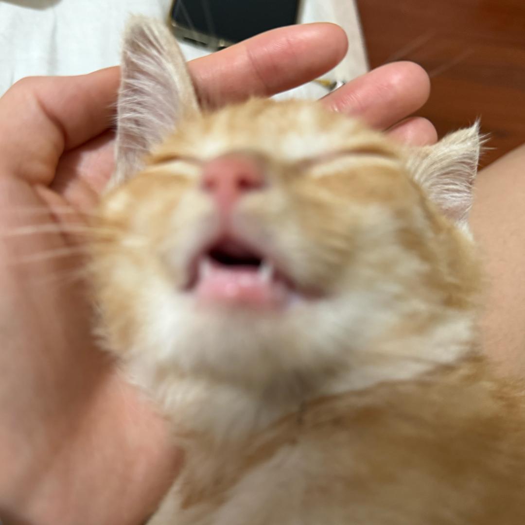 Ugaxy