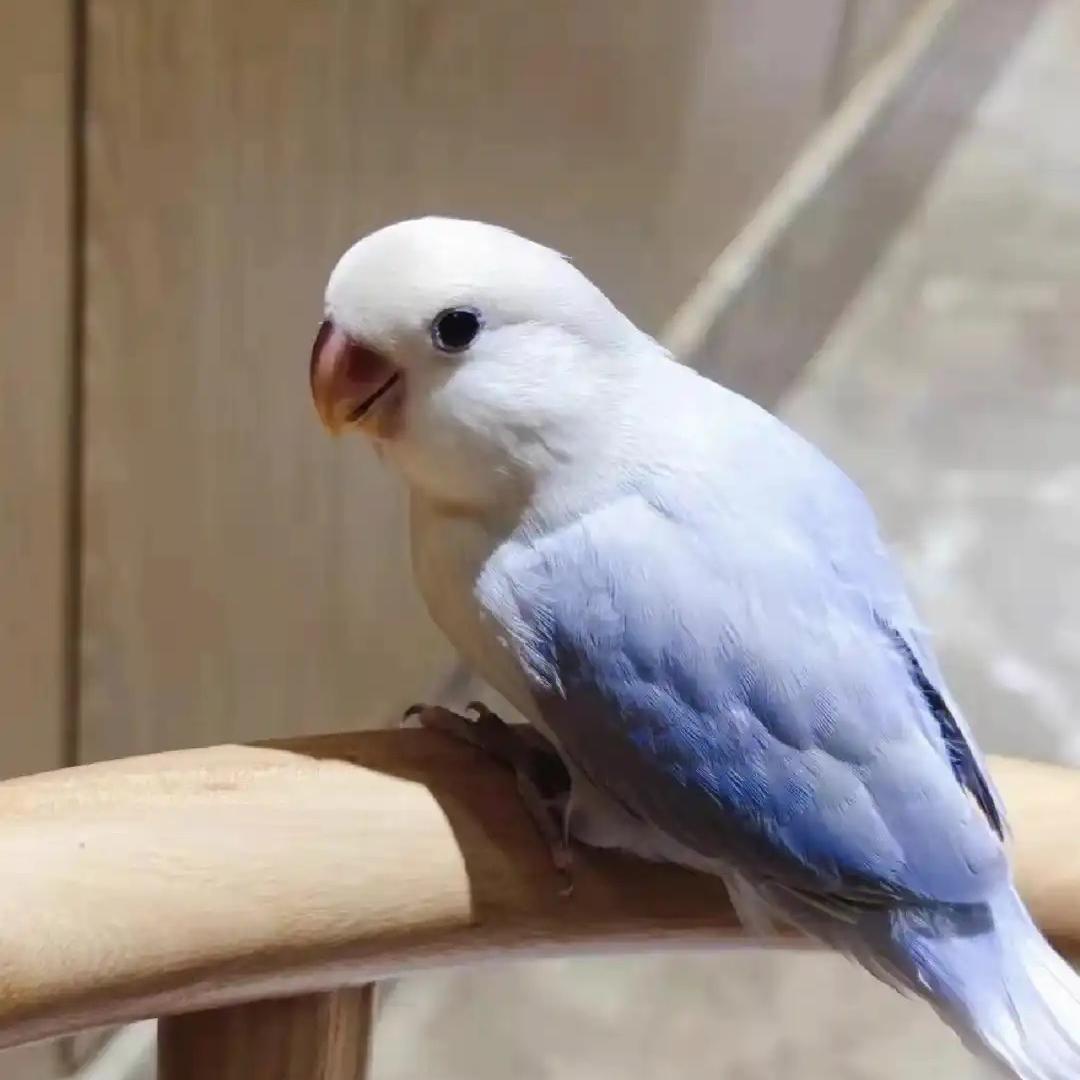 手养牡丹鹦鹉萌宠屋