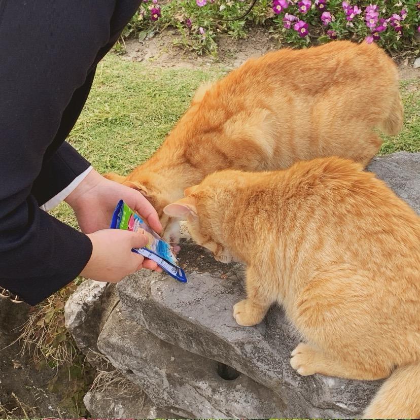 善良的可可碎片