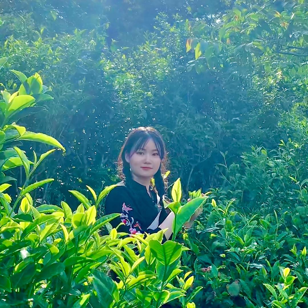 双江勐库 兄妹茶业 兄妹韵