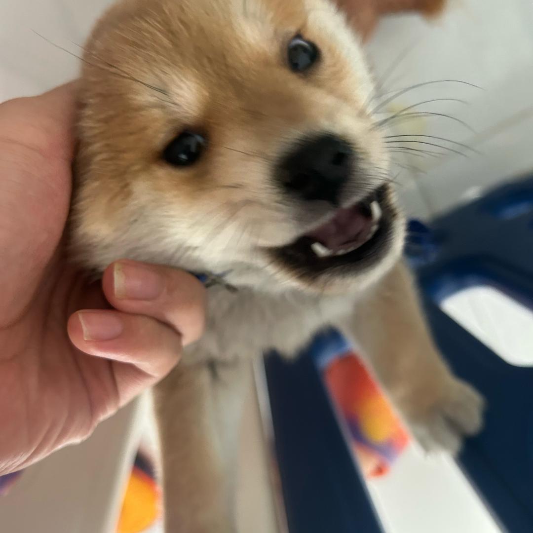 小狼有獠牙
