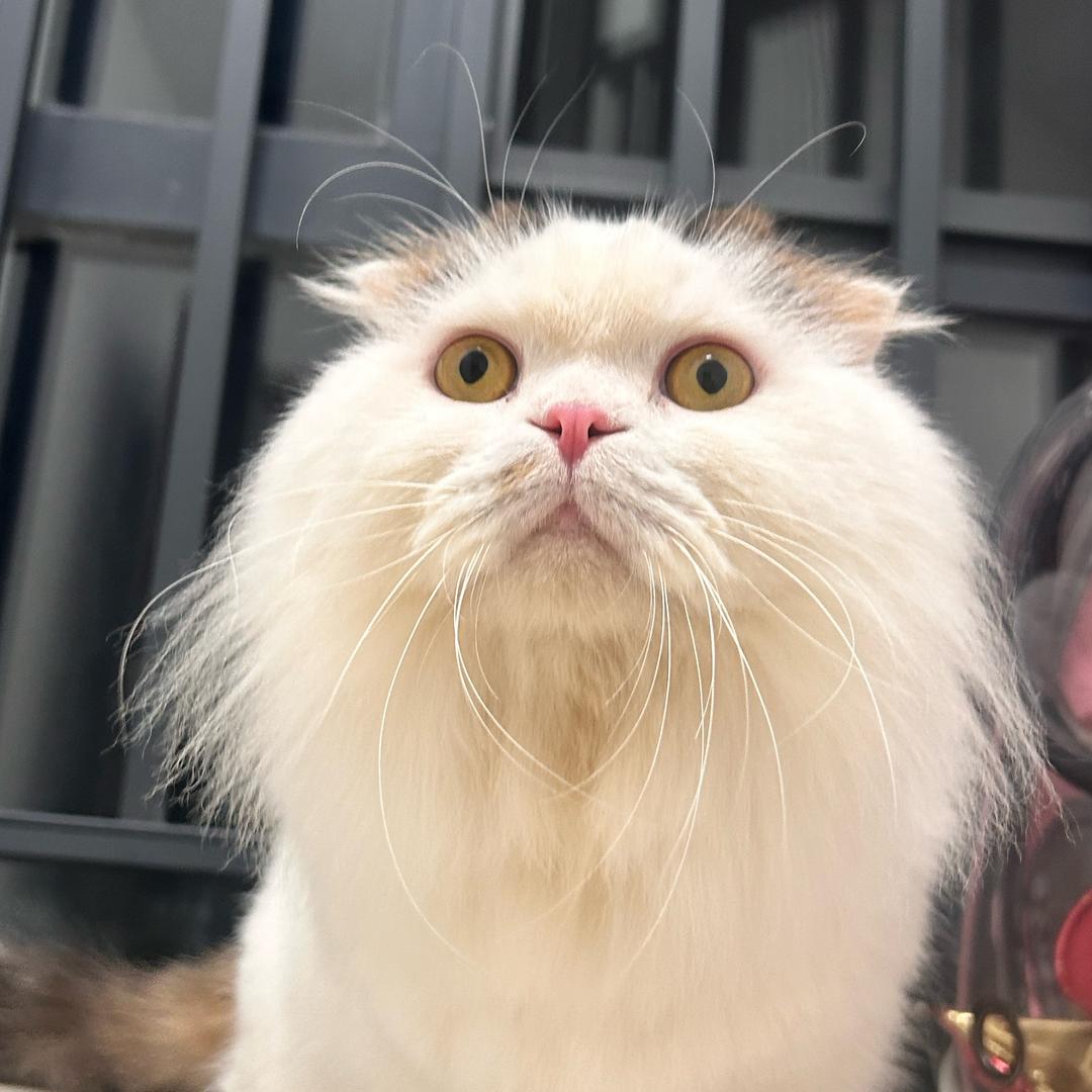 伊一呀
