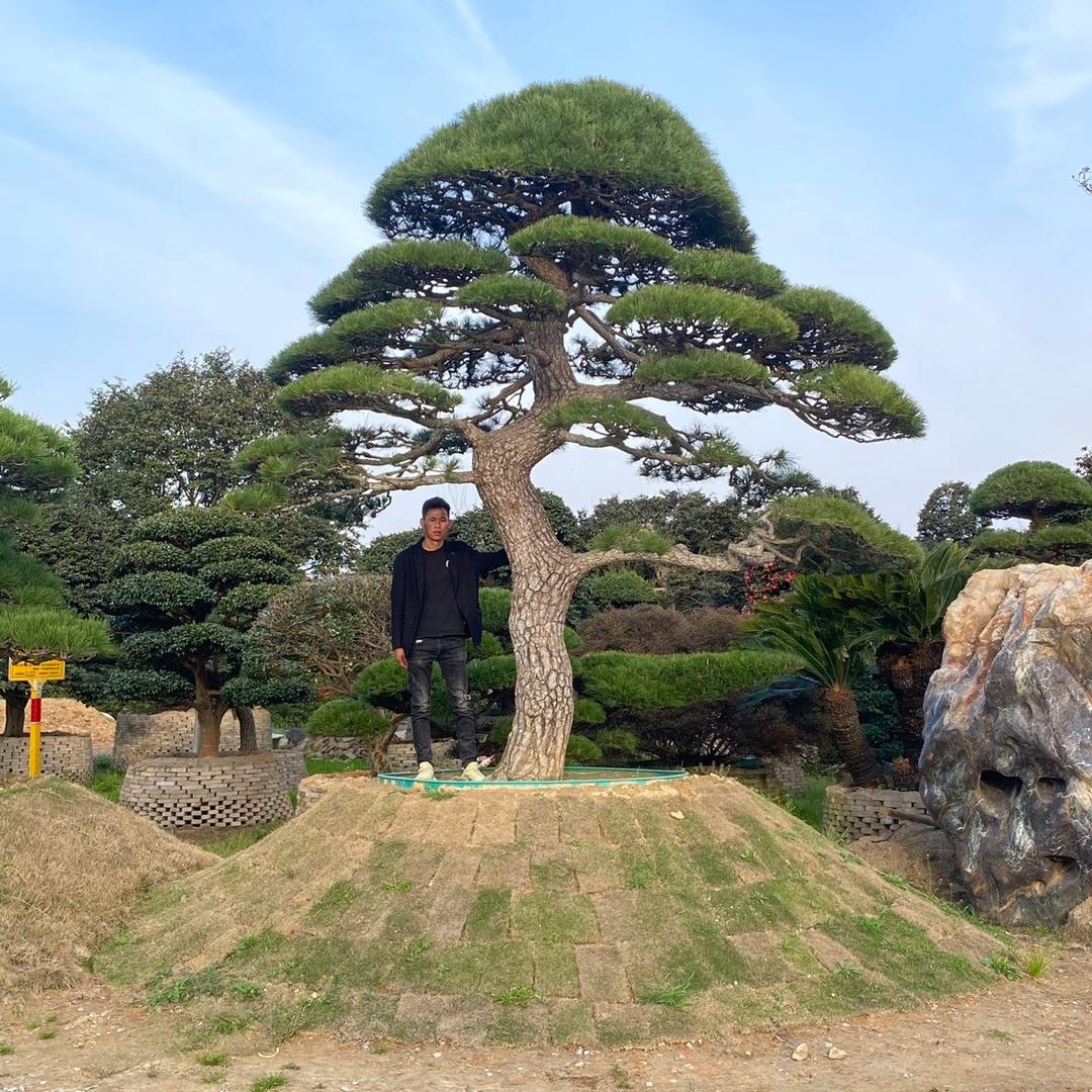 范先生盆景