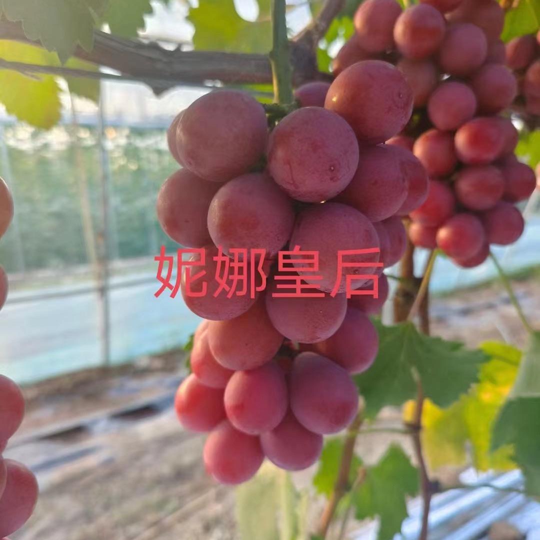 溪苗果树