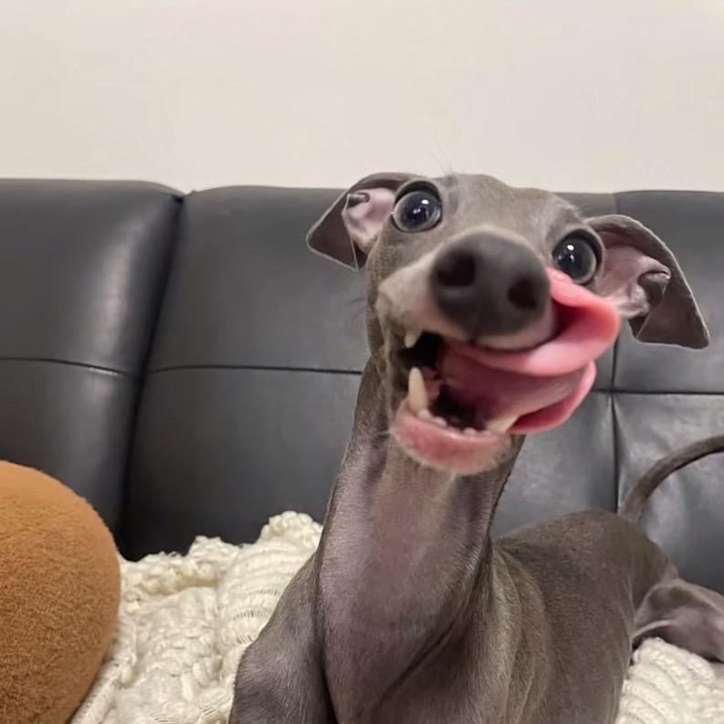 苹狗