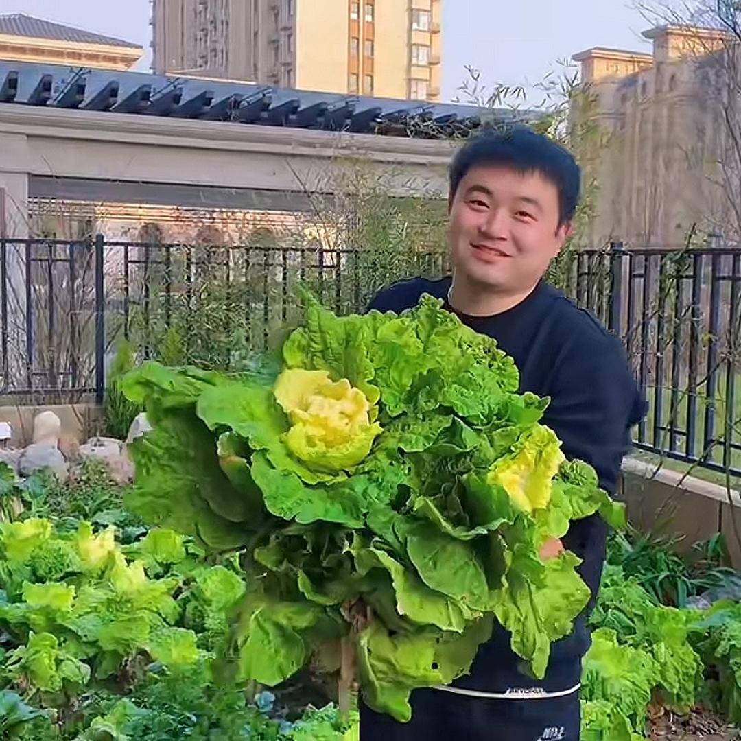 金锋爱吃饭