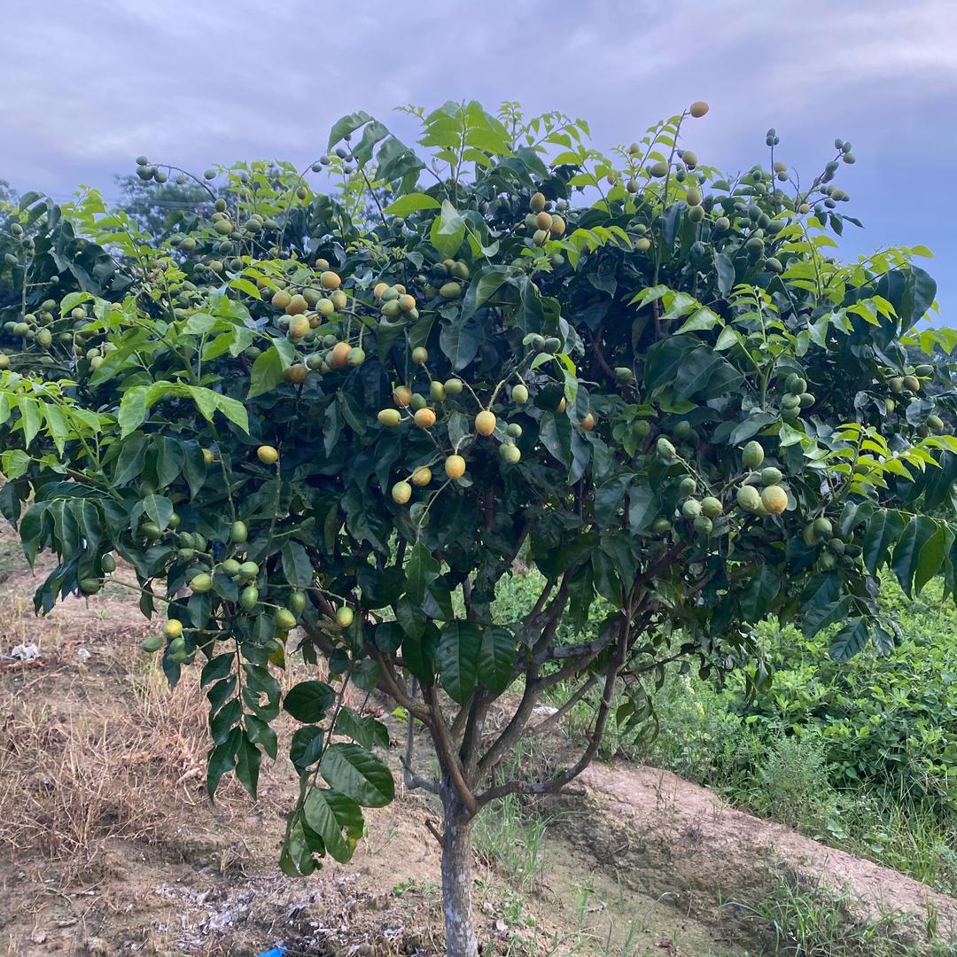 一颗苗绿植专营店铺