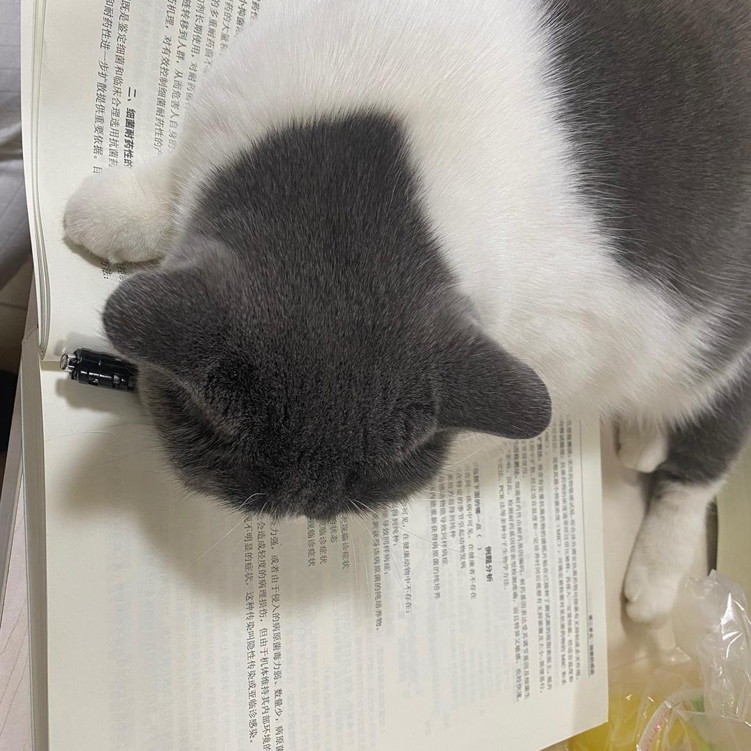 小琪和沐斯