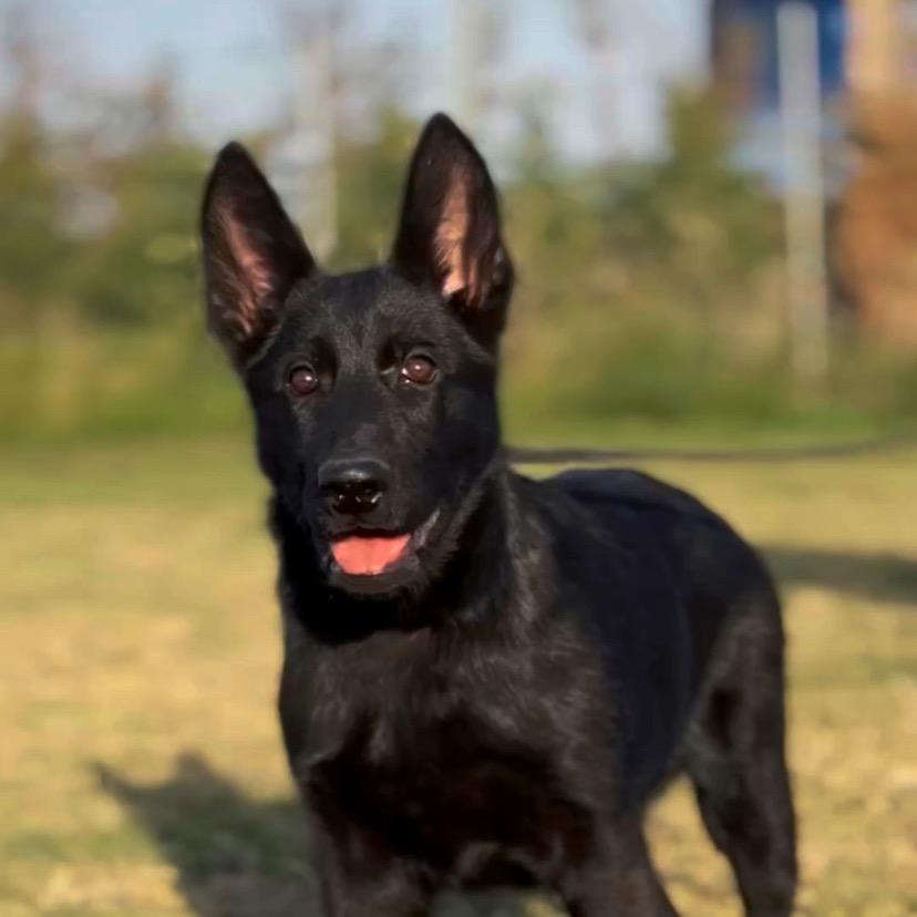 安业东德牧羊犬