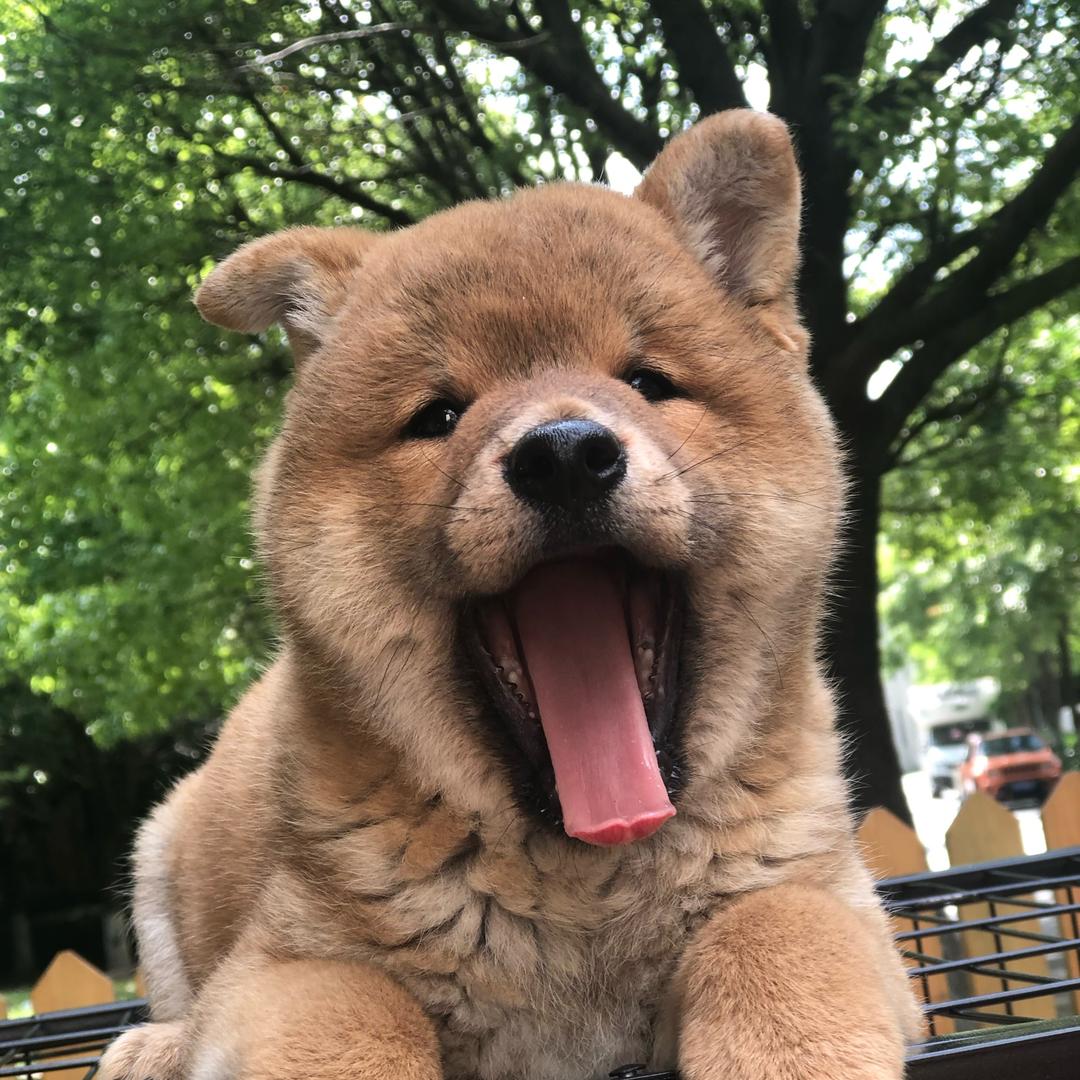 柴犬六一的快乐日常