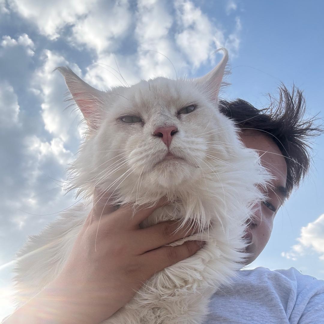 小科的缅因猫
