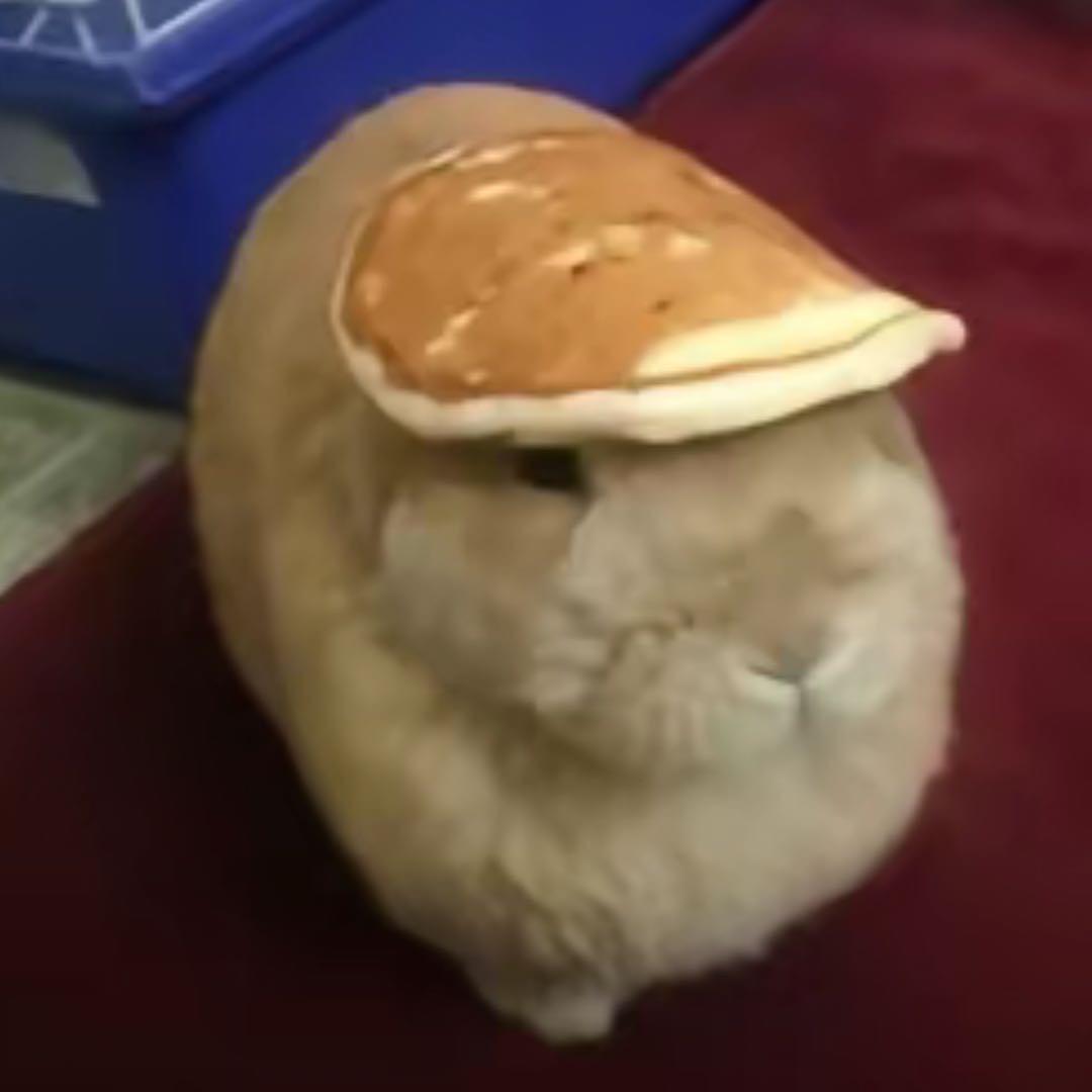 煎饼兔