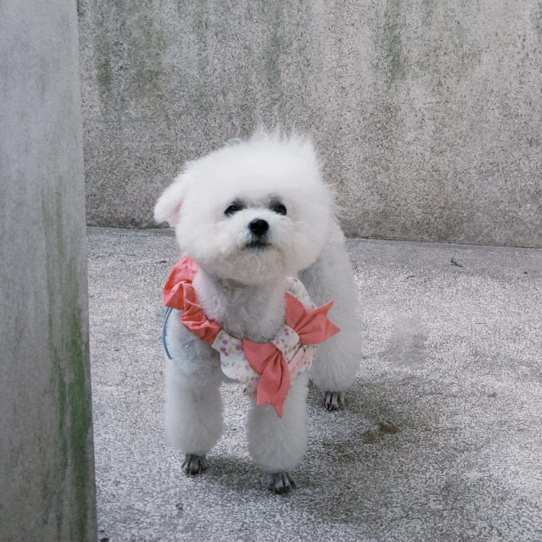 啵子小姐
