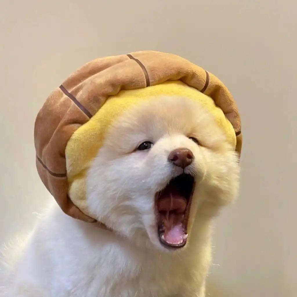 哈密瓜